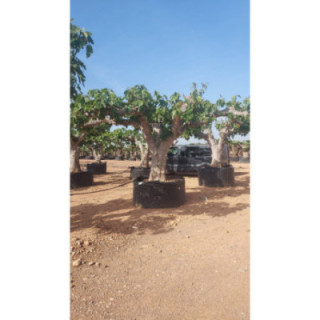 FCR03 - L09002