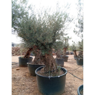 OBM120 - L11035