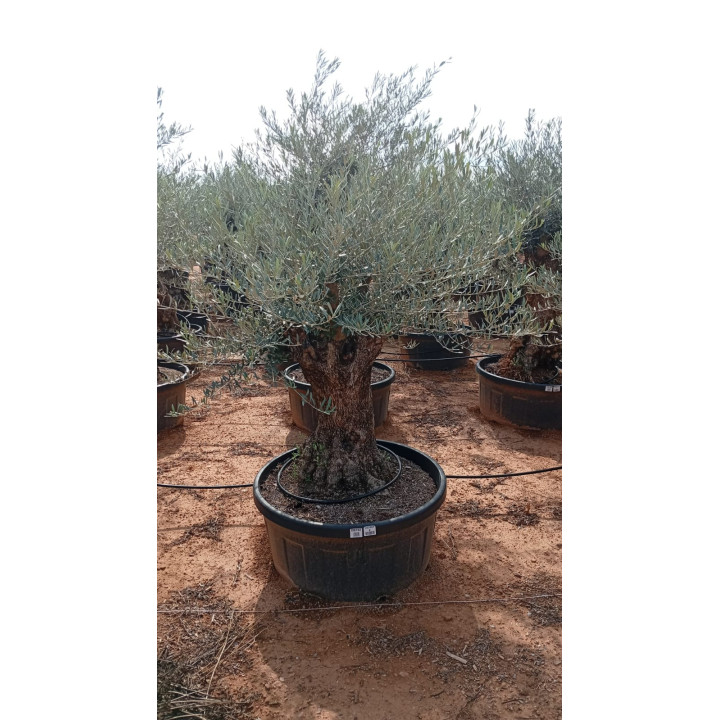 OBT60 - G02B05/8