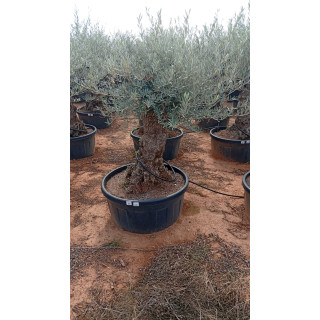 OBT60 - G02B27/8