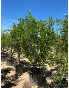 Árboles y Árboles Frutales
