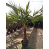 Trachycarpus Fortunei