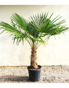 Palmeras