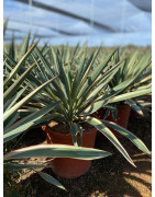 Plantas Mediterráneas