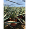 Plantas Mediterráneas
