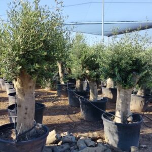 Forma Natural en Contenedor