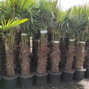 Trachycarpus Fortunei