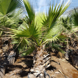 Washingtonia Tronco Simple