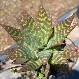 Aloe Maculata
