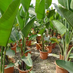 Strelitzia Nicolae