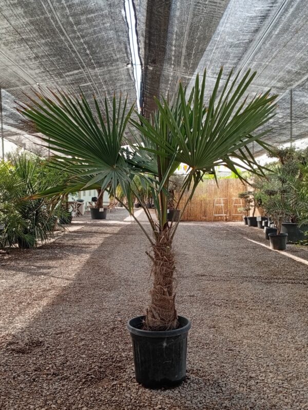 TFT30 - F20