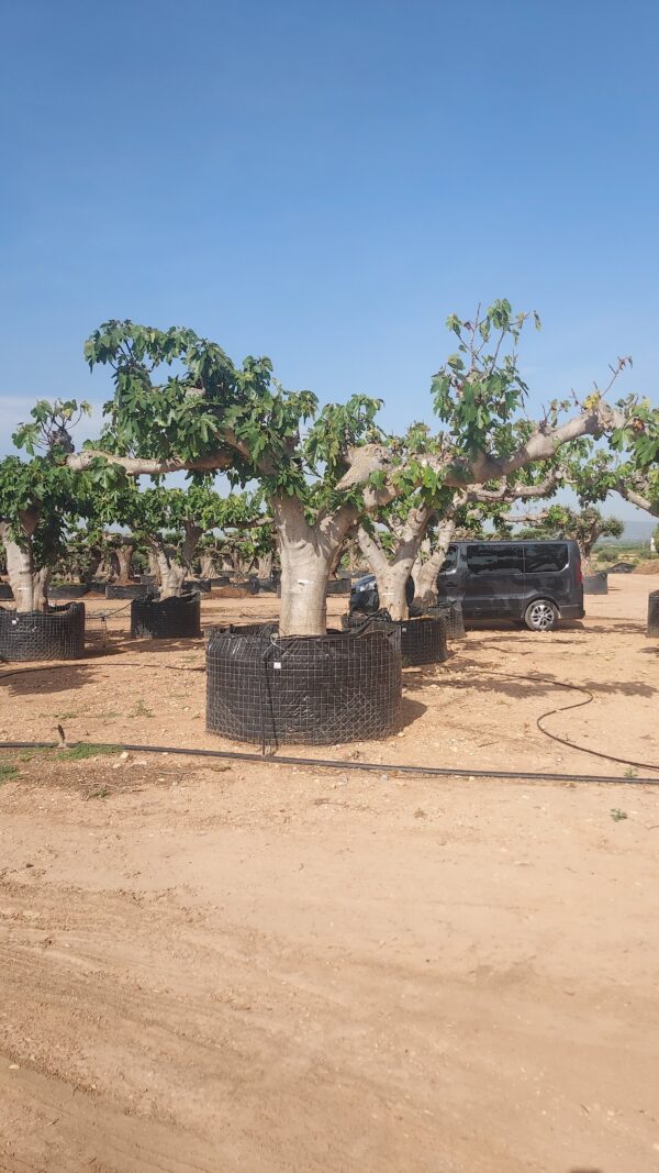 FCR02 - L09004 - Imagen 3