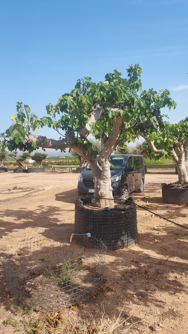 FCR01 - L09009 - Imagen 2