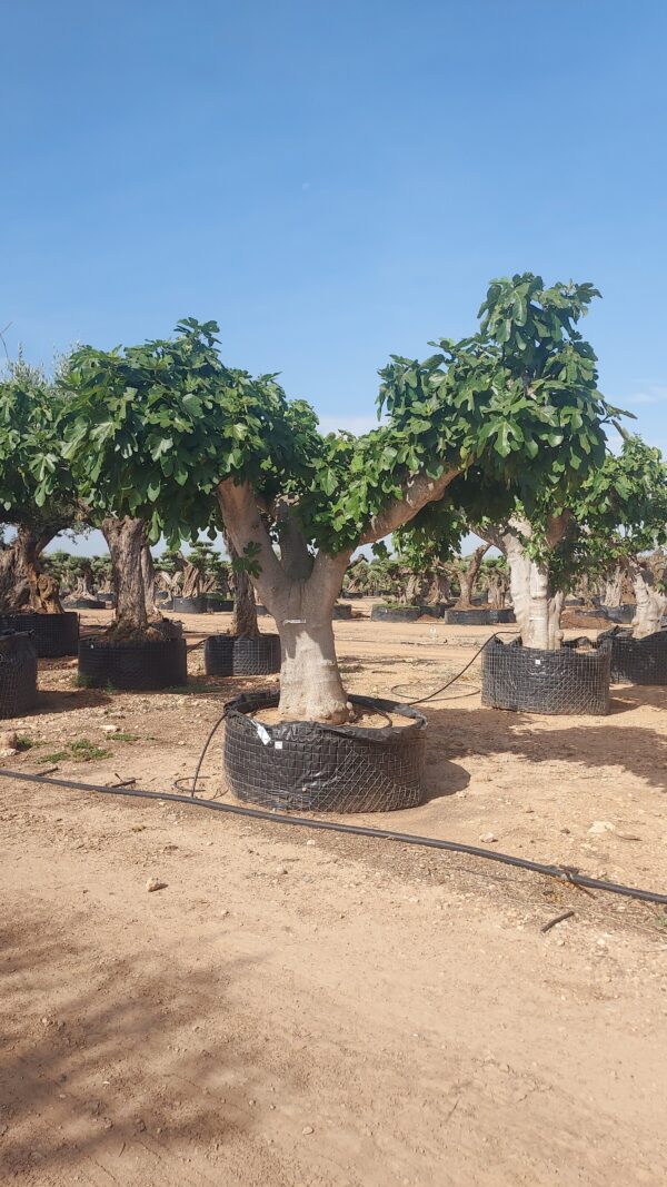 FCR01 - L09007 - Imagen 2