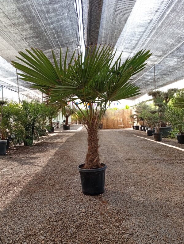 TFT40 - F46