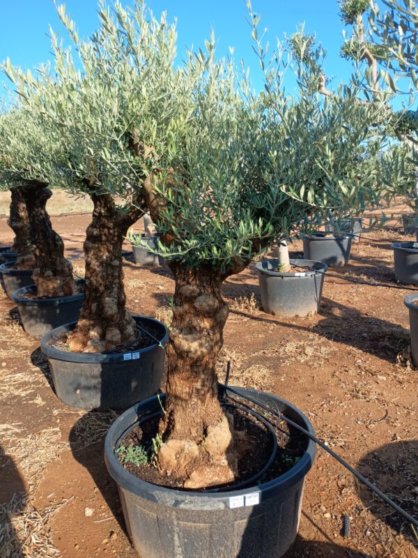 OBT60 - L0141/2