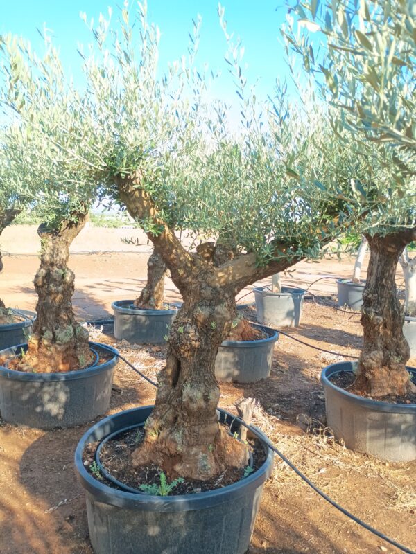 OBT80 - L0142/4