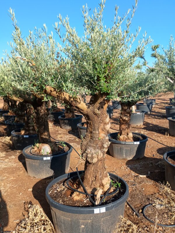 OBT80 - L0142/1