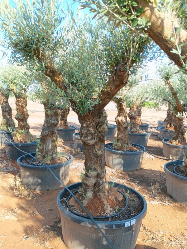 OBT60 - L0145/3