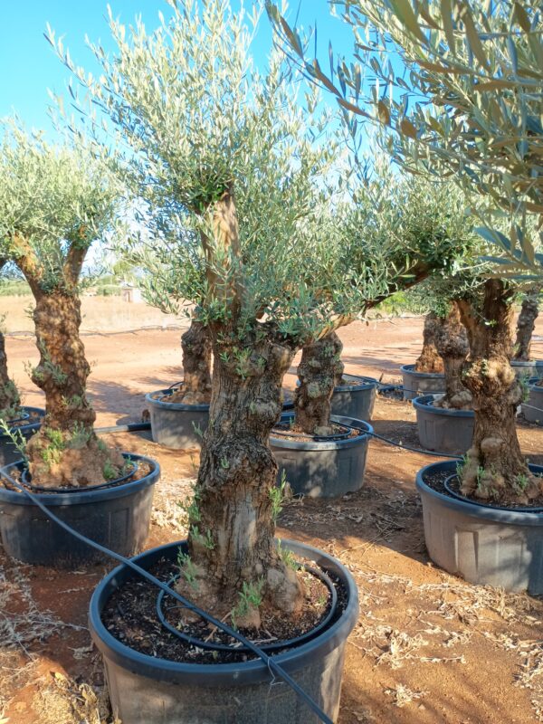 OBT60 - L0145/4