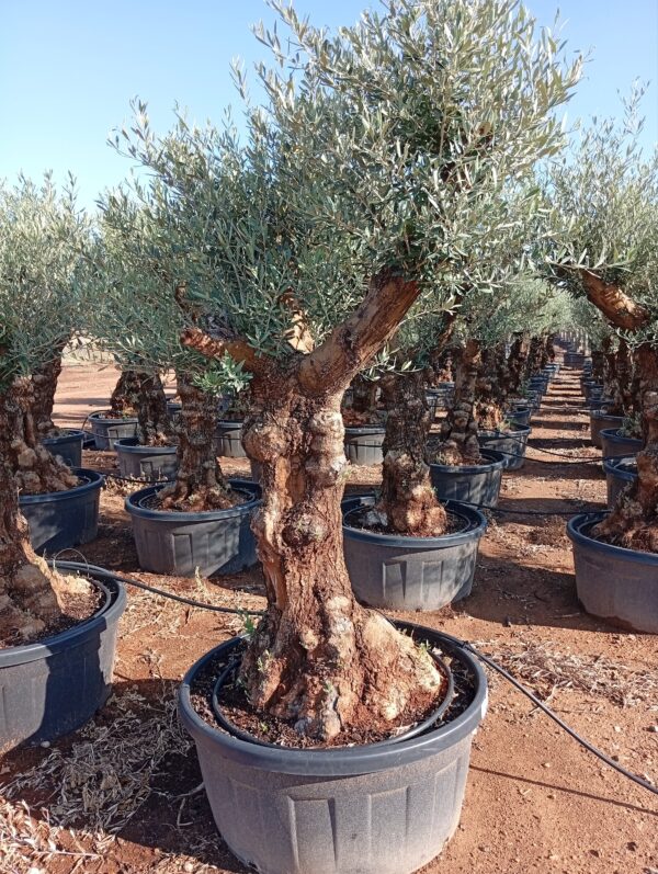 OBT80 - L0153/3