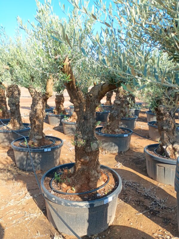 OBT60 - L0147/2