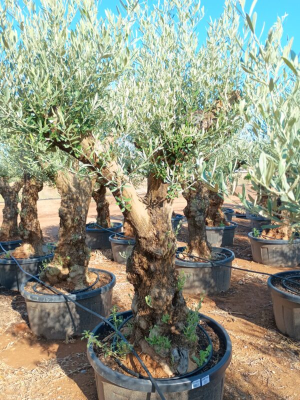 OBT80 - L0148/3