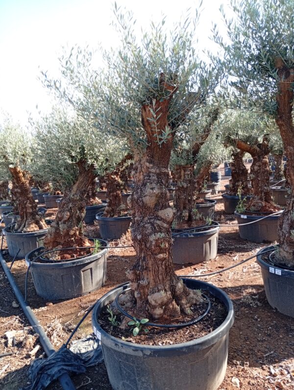 OBT80 - L0151/6