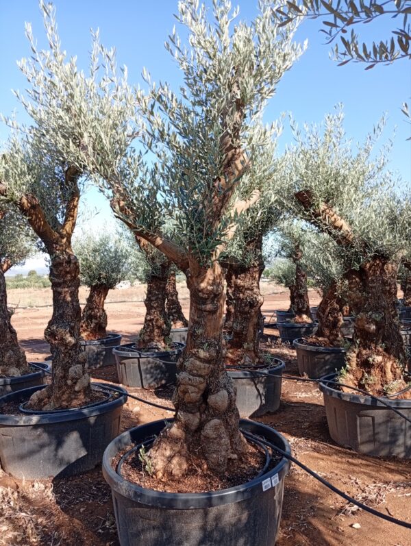 OBT50 - L0151/3
