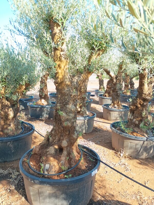 OBT80 - L0149/3