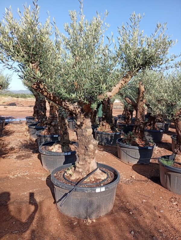 OBT60 - L0151/1