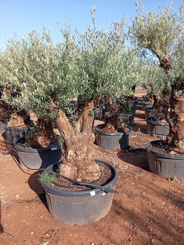 OBT100 - L0150/1