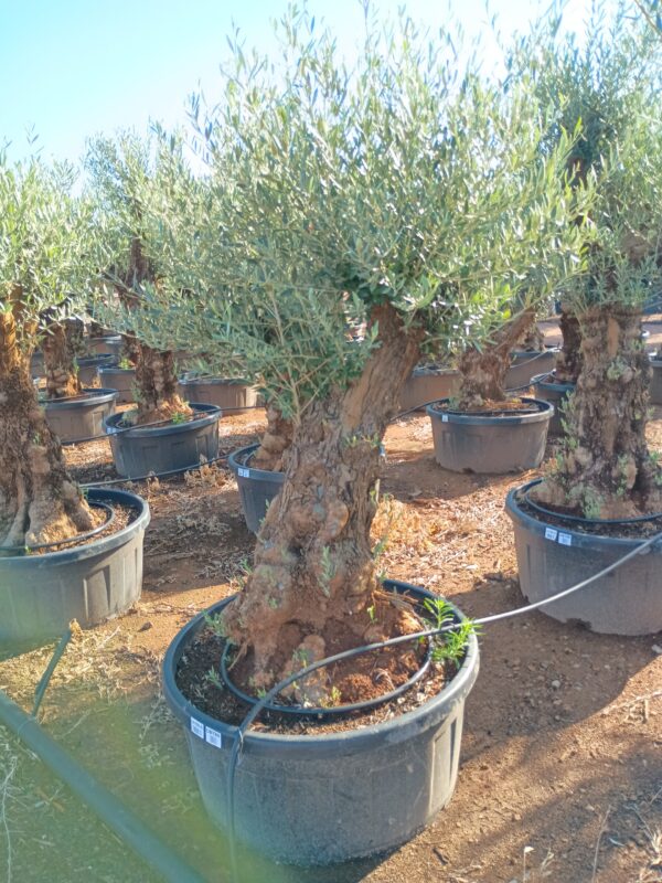 OBT80 - L0150/6