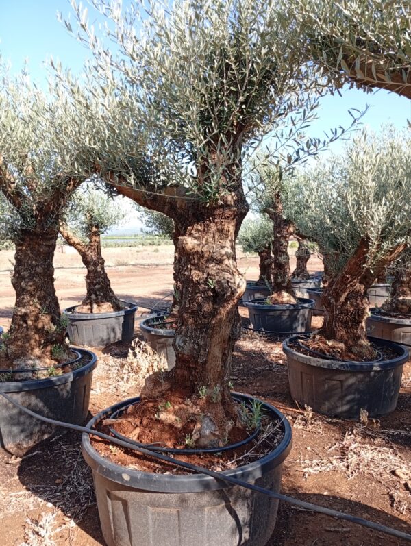 OBT80 - L0150/4